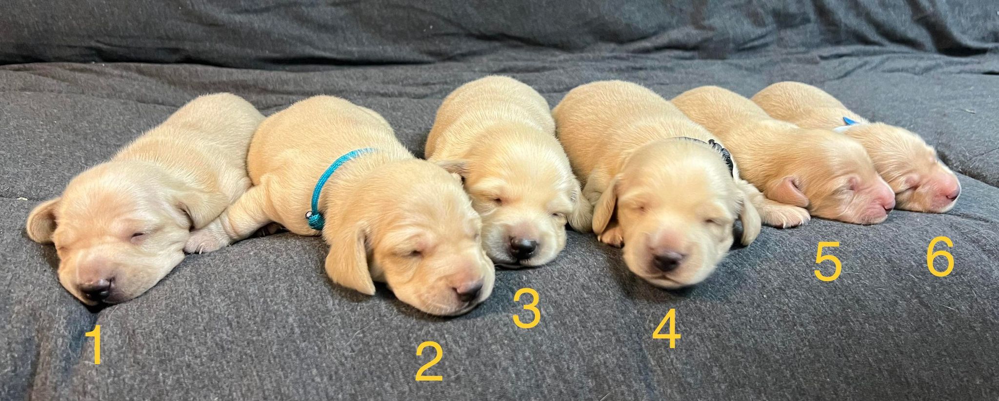 honey's litter