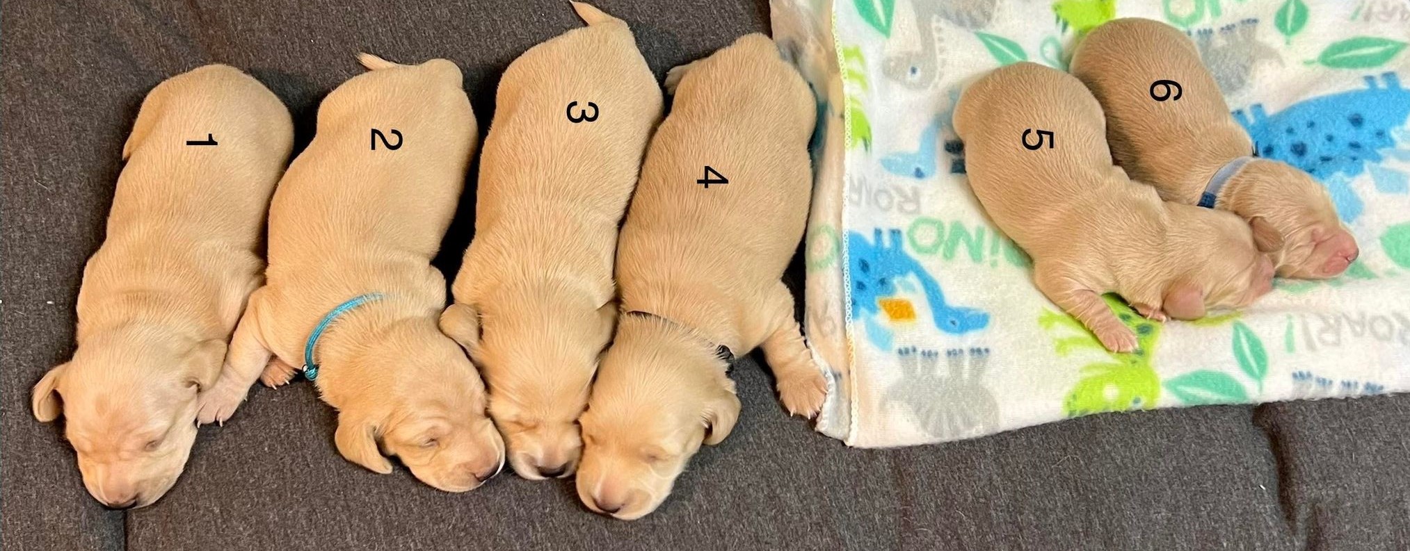 honey's litter