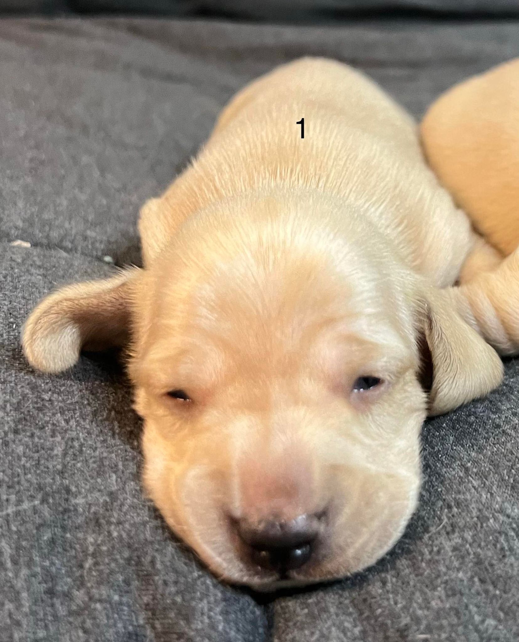 pup1