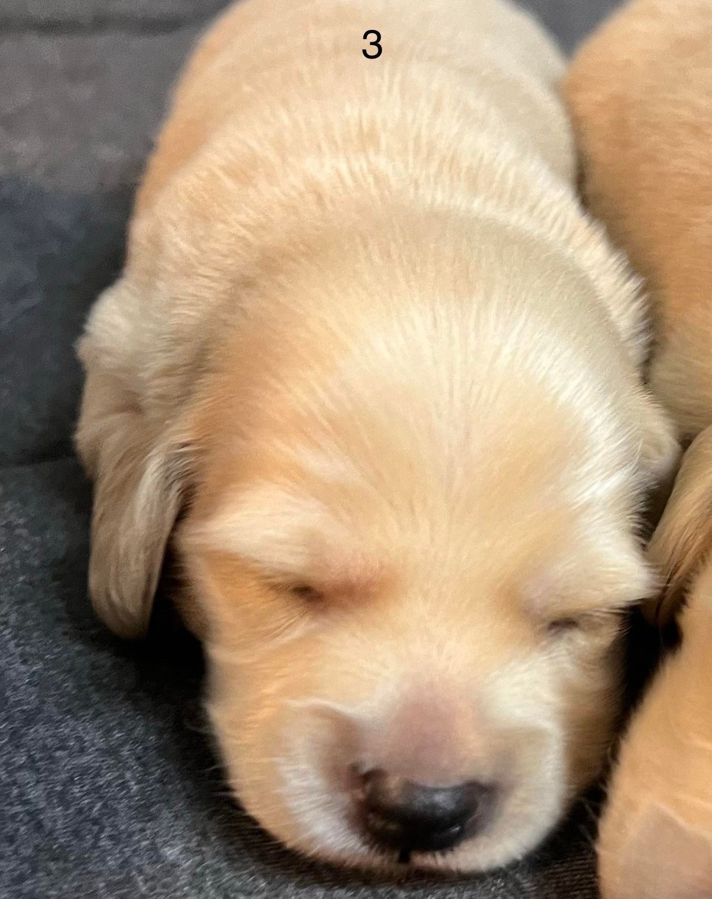 pup3