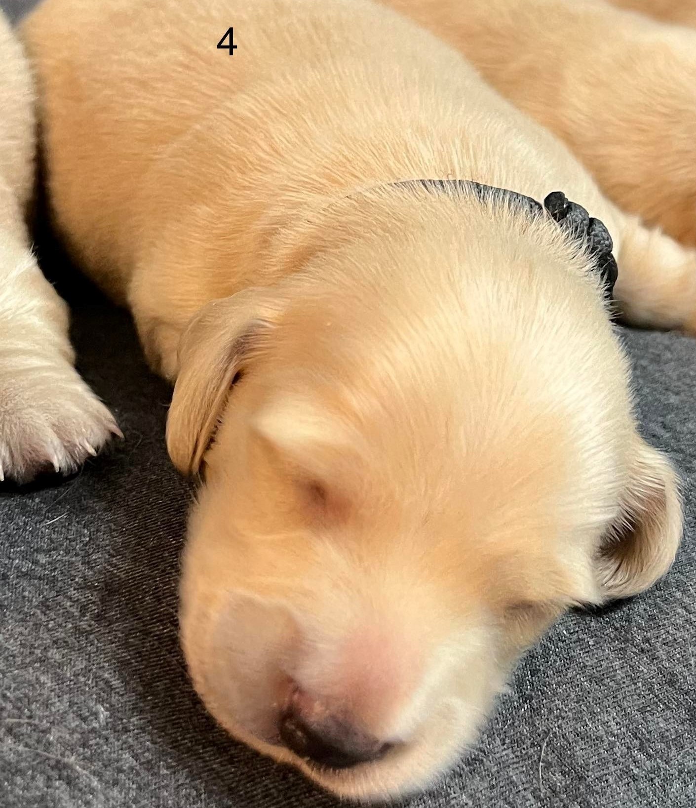 pup4