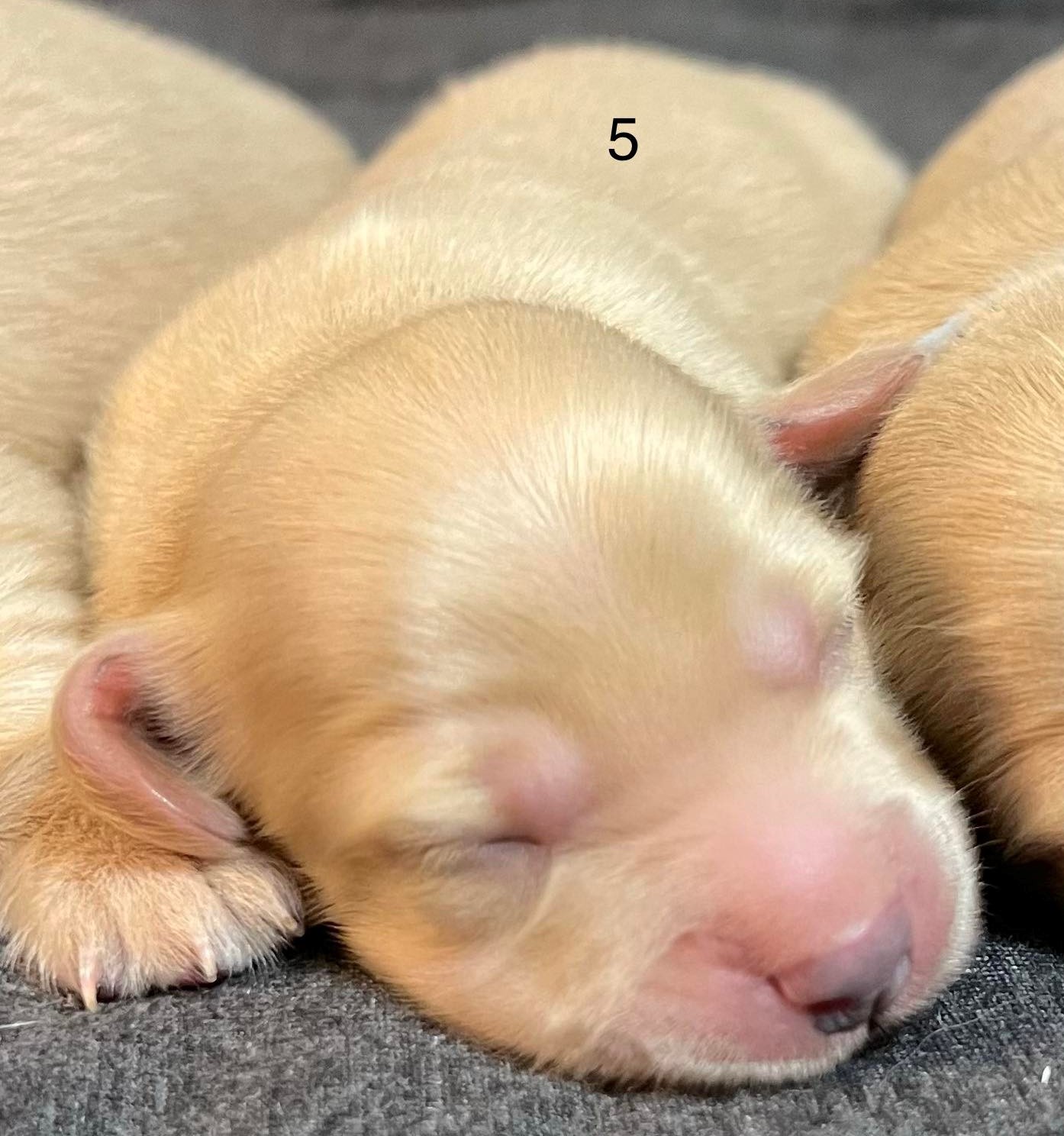 pup5