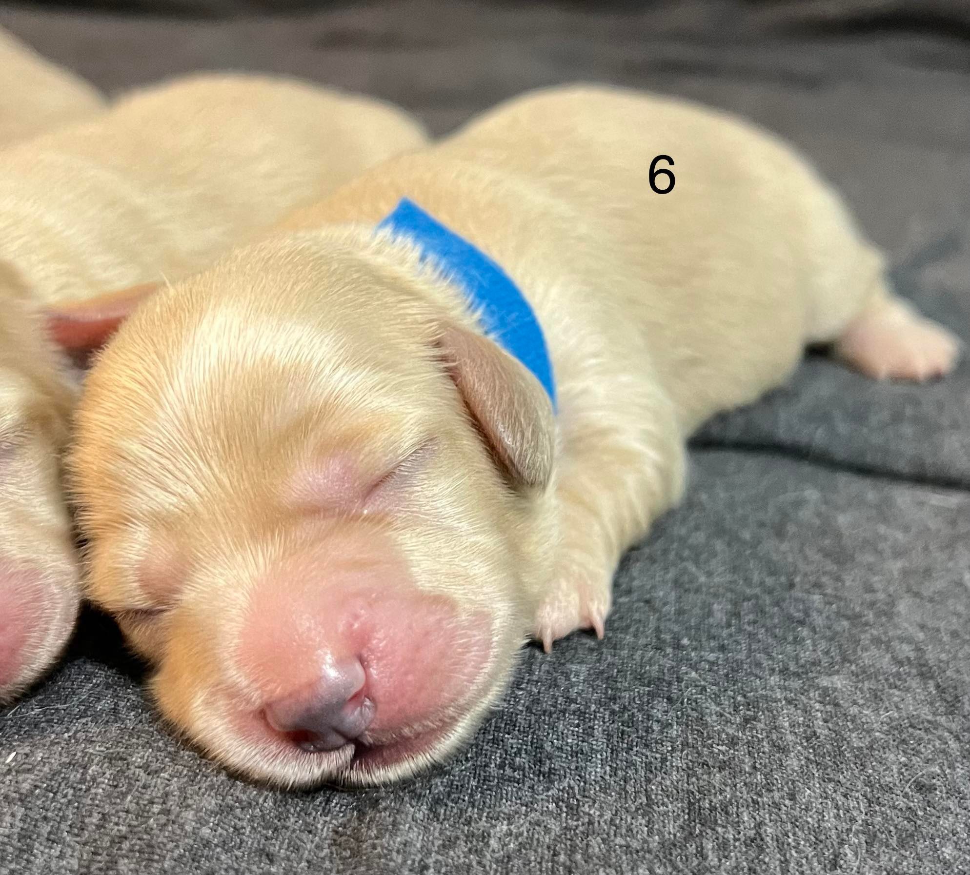 pup6