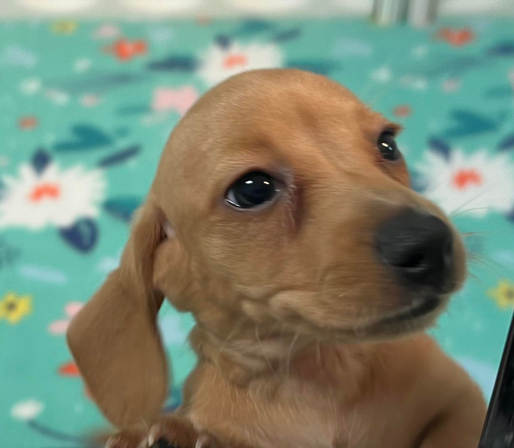 pup1