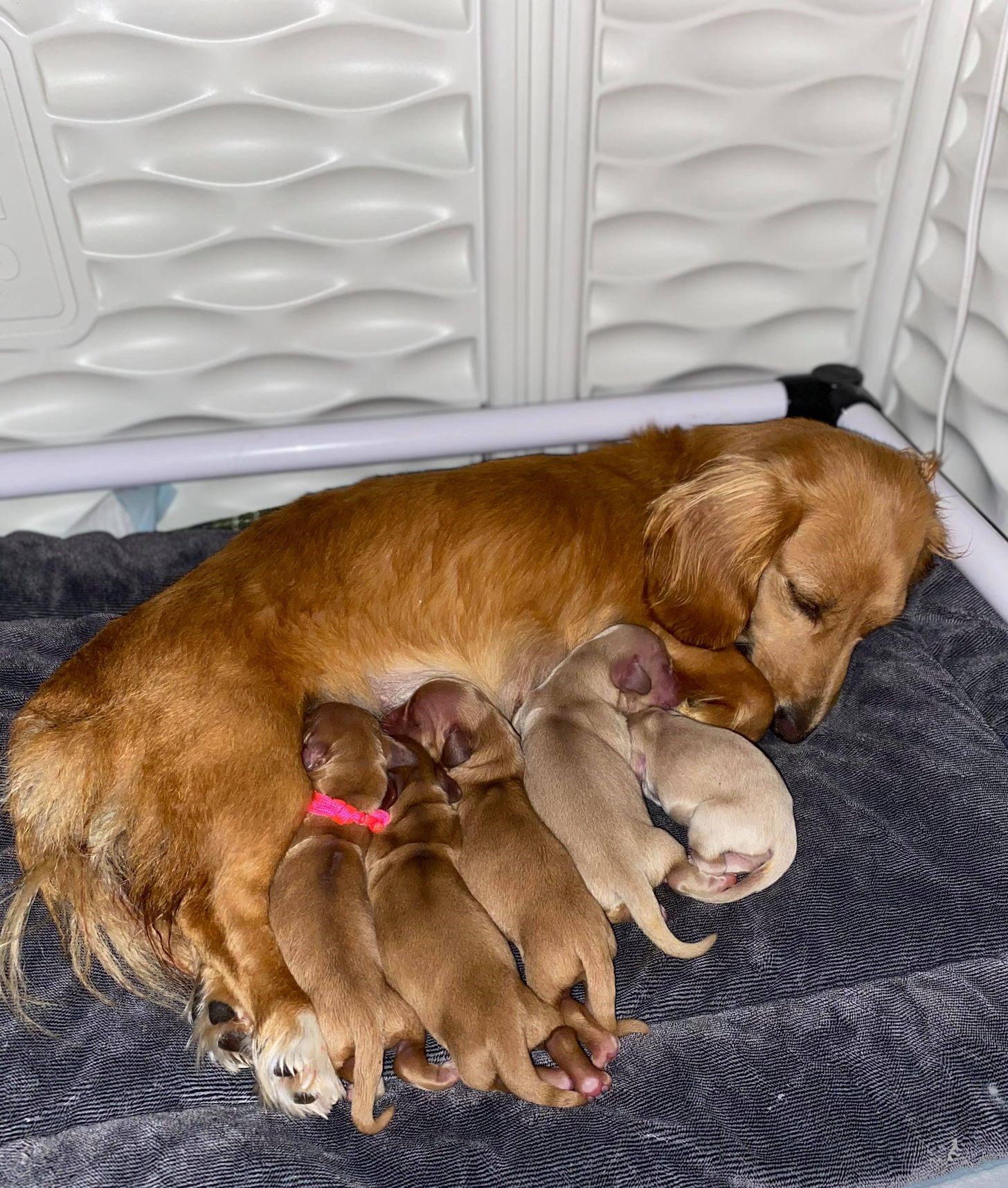 honey's litter