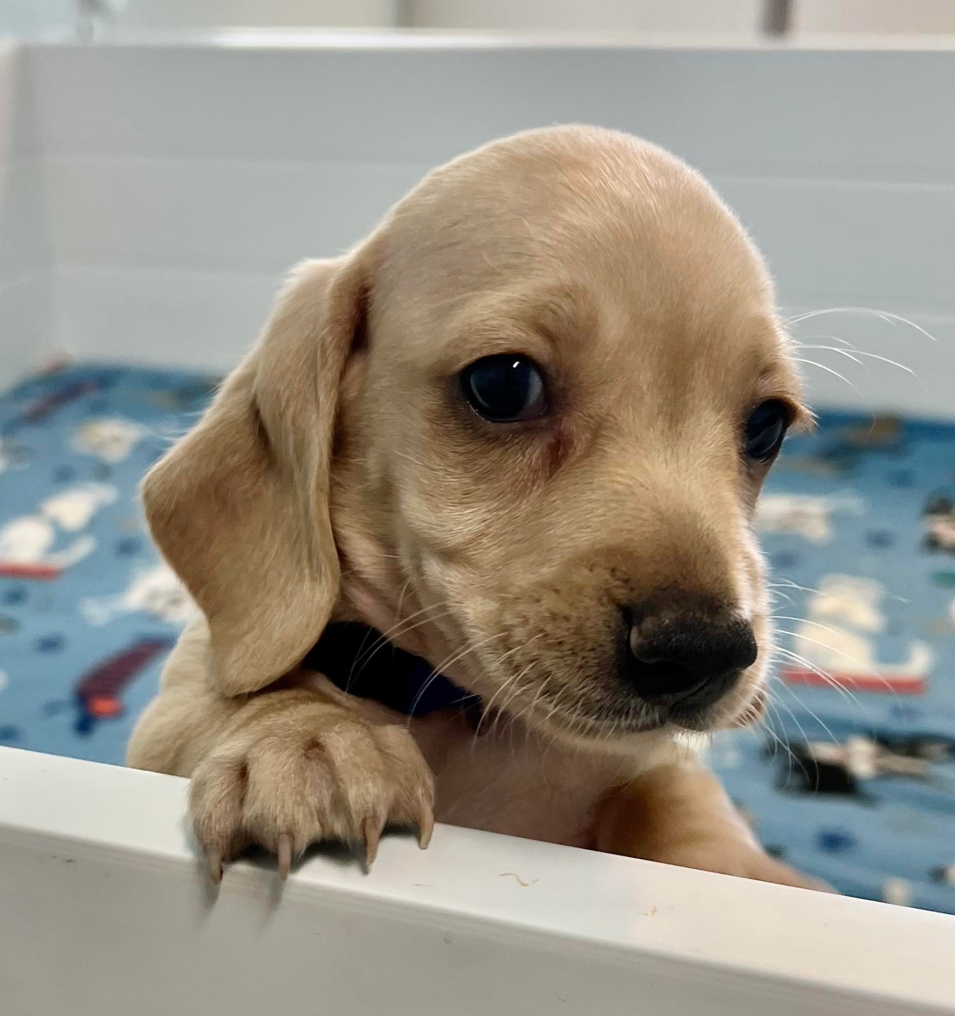 pup1